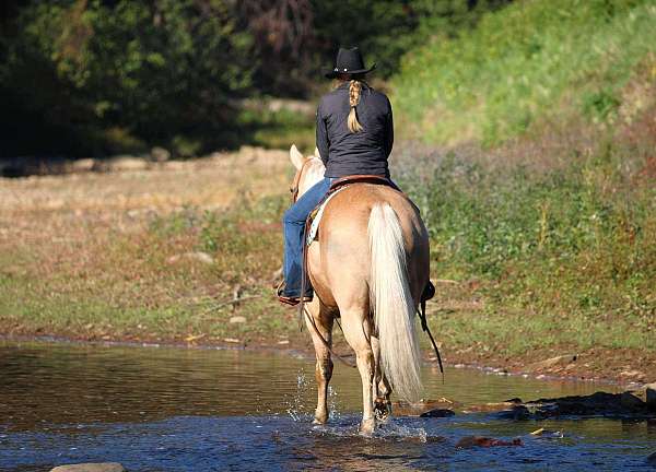 show-quarter-horse