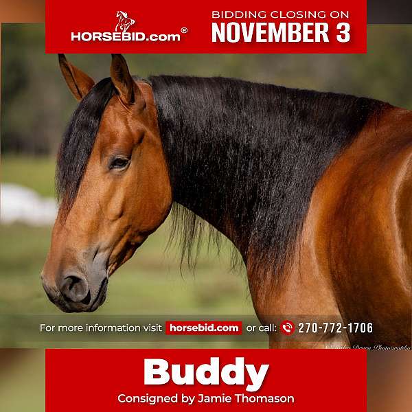 all-around-belgian-horse