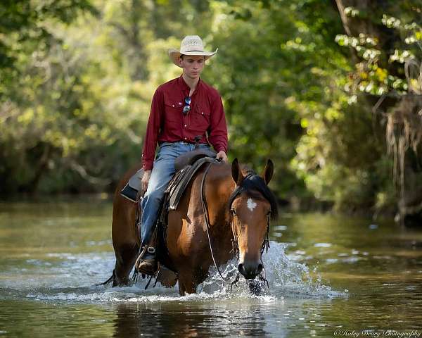 cross-belgian-horse