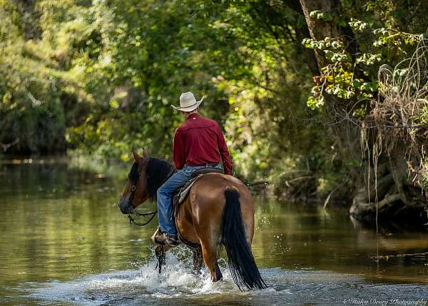 flashy-belgian-horse
