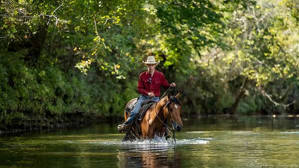 husband-safe-belgian-horse