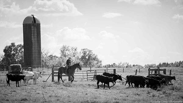 ranch-work-belgian-horse