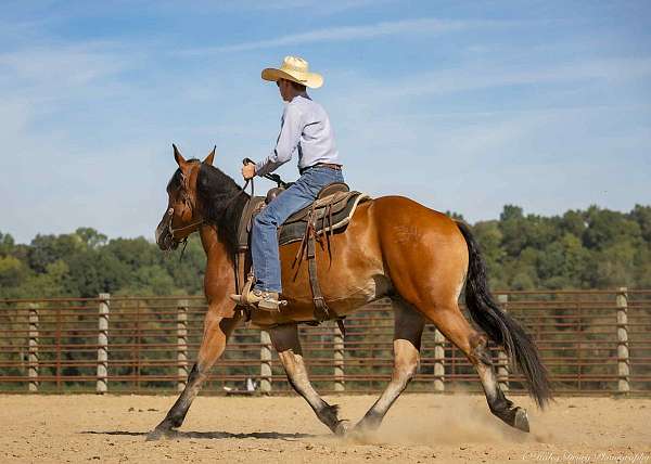 show-belgian-horse