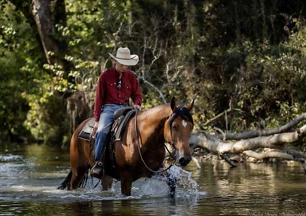 trail-belgian-horse