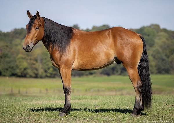 trail-riding-belgian-horse