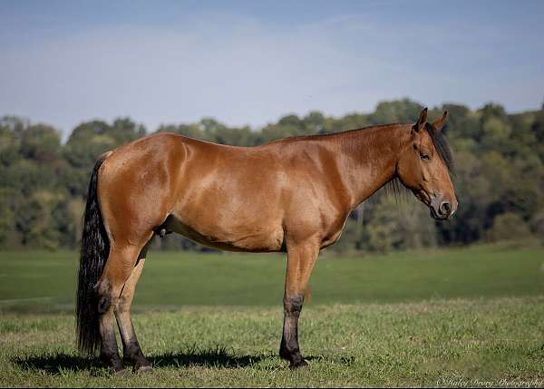 western-riding-belgian-horse