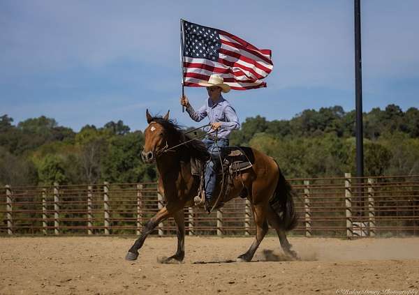 bay-belgian-gelding