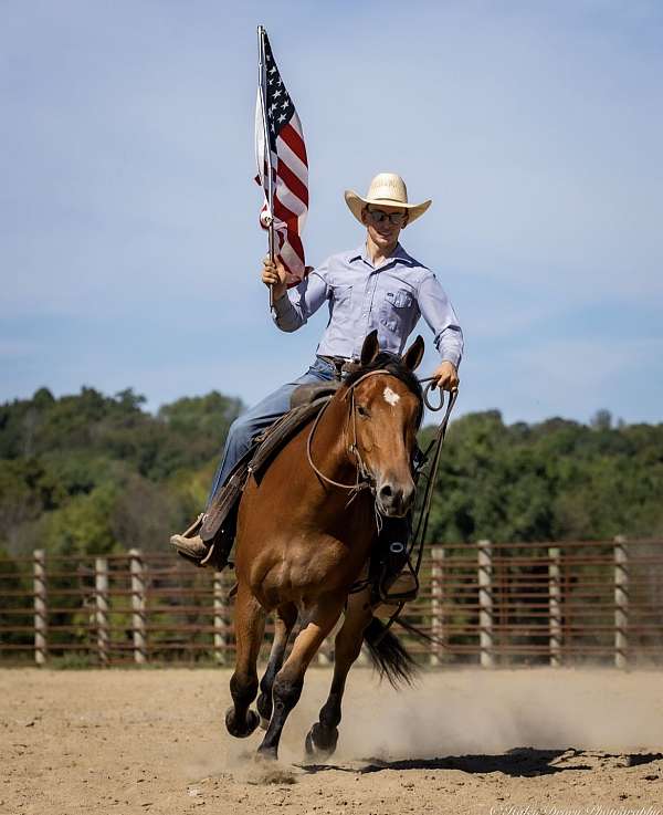 working-cattle-belgian-horse