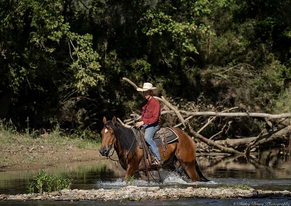bay-all-around-horse