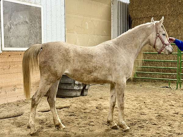 amazing-disposition-arabian-horse