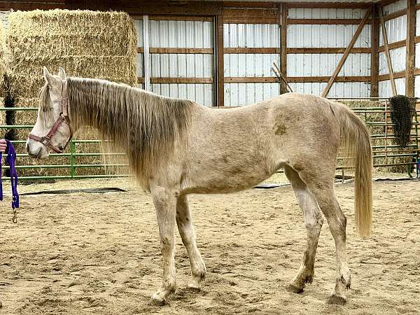combined-arabian-horse