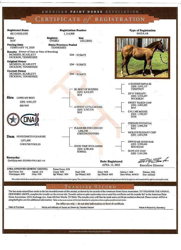 calf-roping-quarter-horse