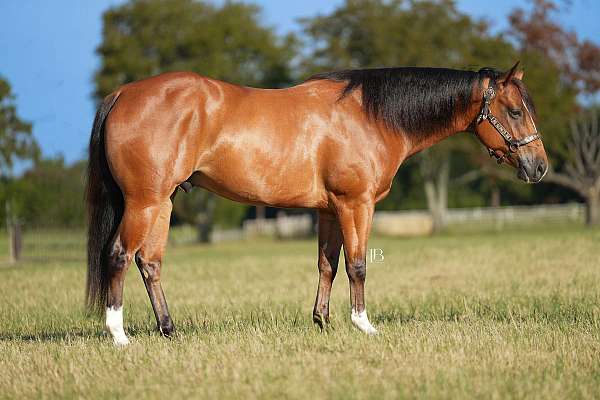 flashy-quarter-horse