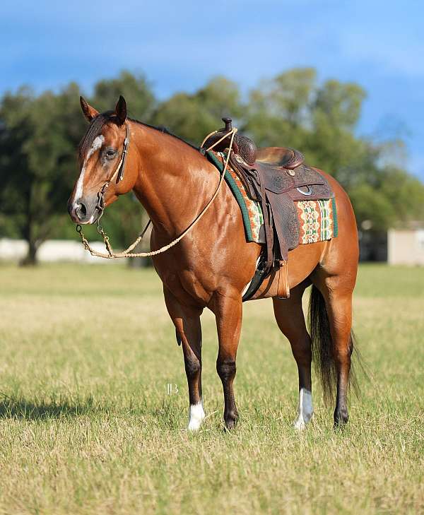 ranch-quarter-horse