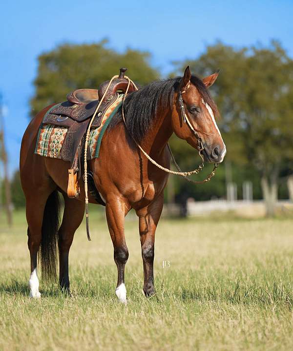 ranch-versatility-quarter-horse