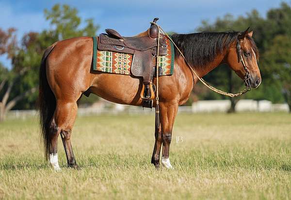 show-quarter-horse
