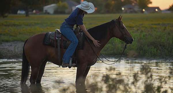 performance-quarter-horse