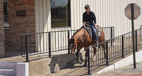 ranch-work-quarter-horse