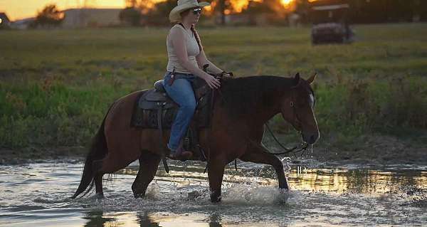 ridden-english-quarter-horse