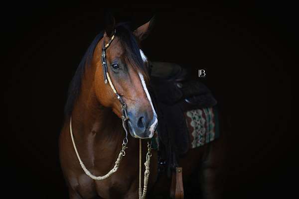 roping-quarter-horse