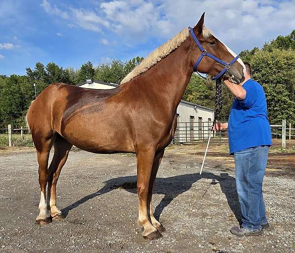 bred-to-belgian-horse