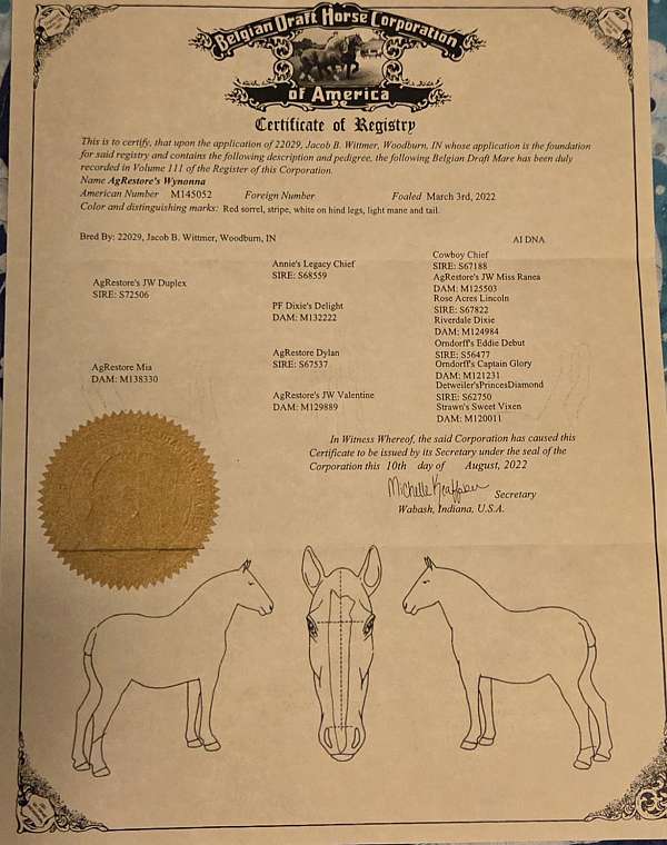breeders-belgian-horse
