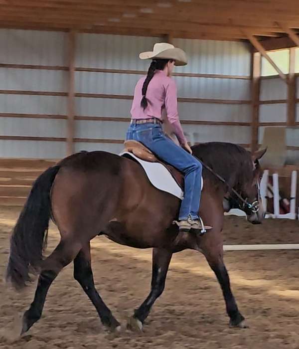 draft-gypsy-vanner-horse