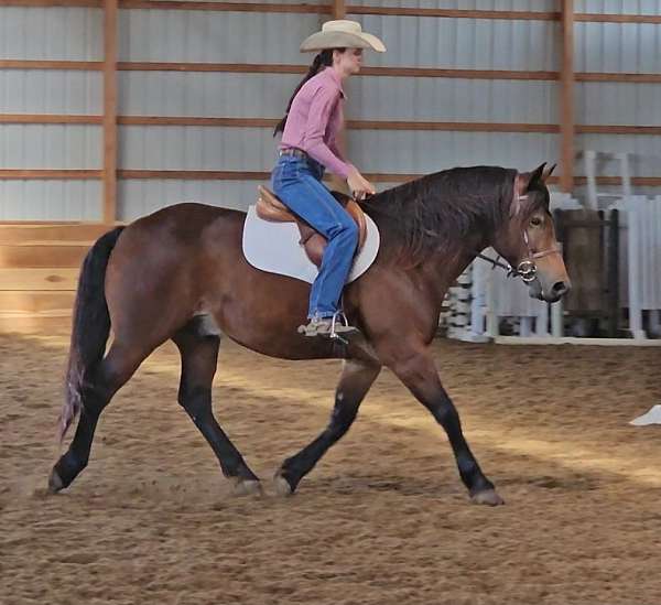 flashy-gypsy-vanner-horse