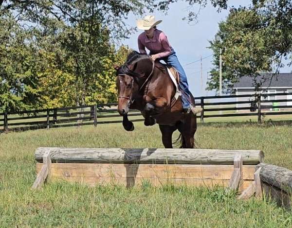 husband-safe-gypsy-vanner-horse
