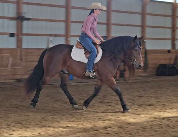 jumping-gypsy-vanner-horse