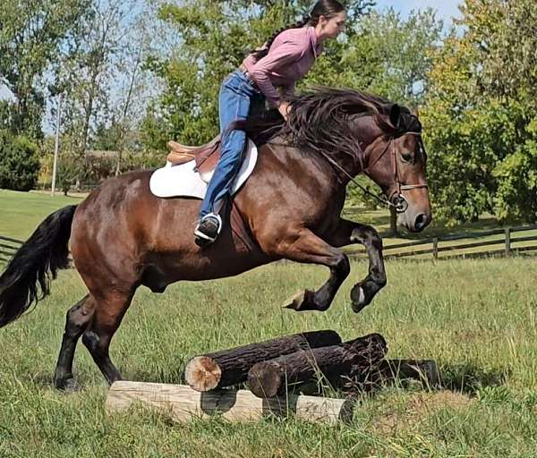 ranch-gypsy-vanner-horse