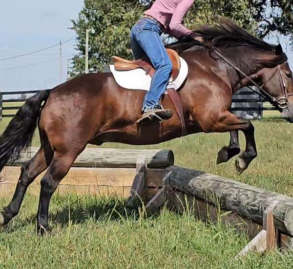 ranch-work-gypsy-vanner-horse