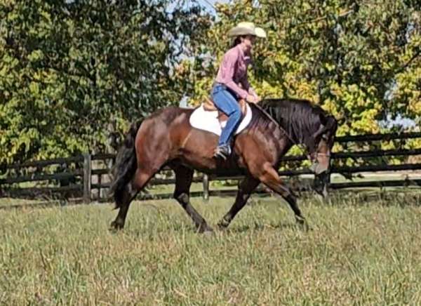 ridden-english-gypsy-vanner-horse