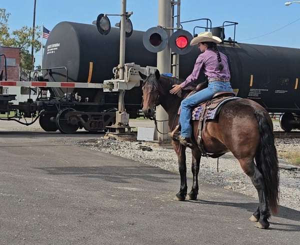 trail-gypsy-vanner-horse