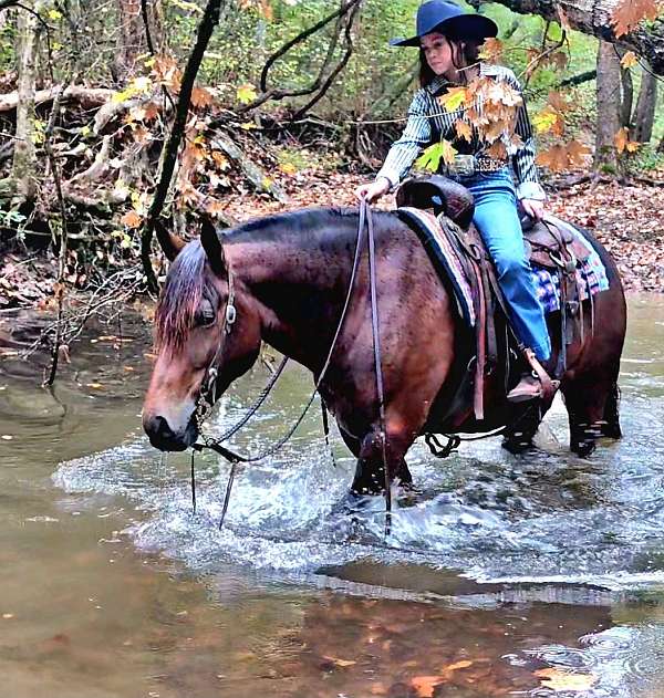 trail-riding-gypsy-vanner-horse