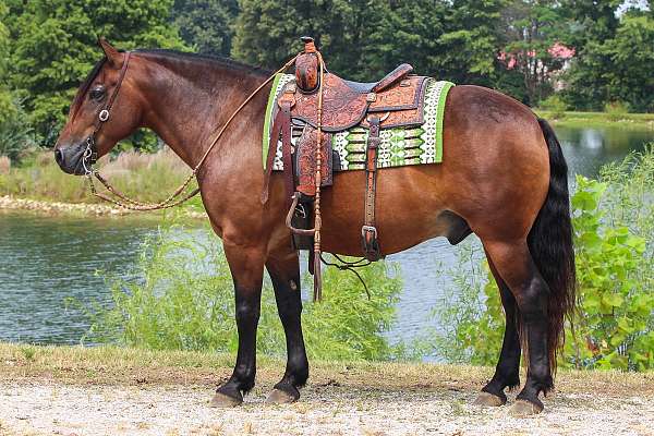 ridden-western-gypsy-vanner-horse