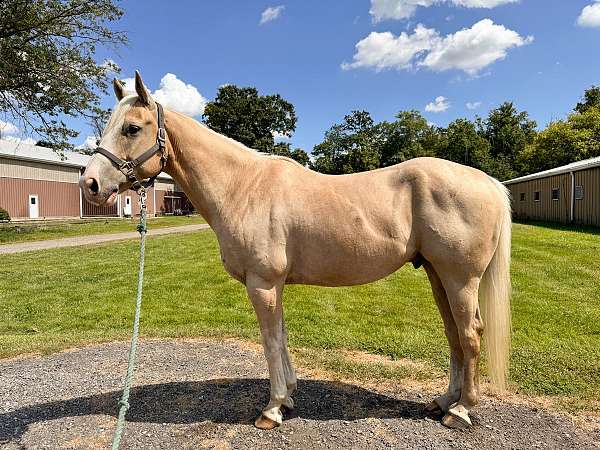 all-around-quarter-horse