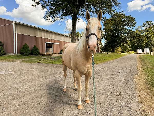 calf-roping-quarter-horse