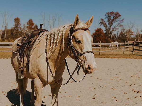 heading-quarter-horse