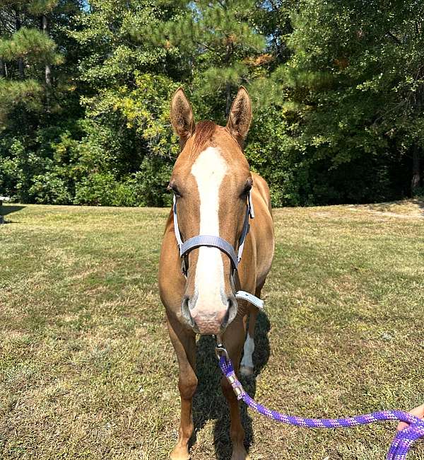 dunn-filly