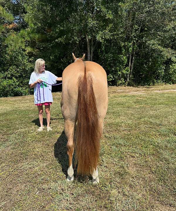 dunn-quarter-horse