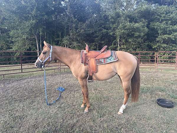 2-year-old-quarter-horse