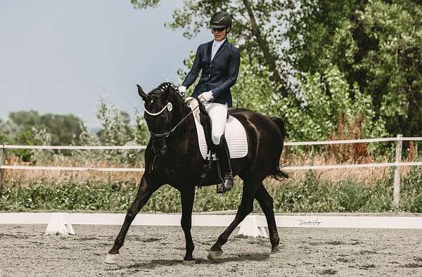 dressage-hanoverian-horse