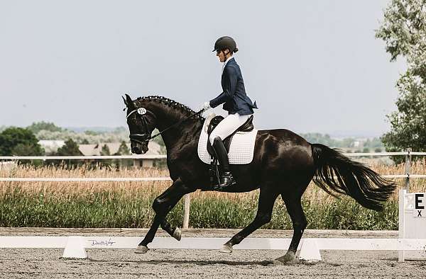 black-hanoverian-gelding
