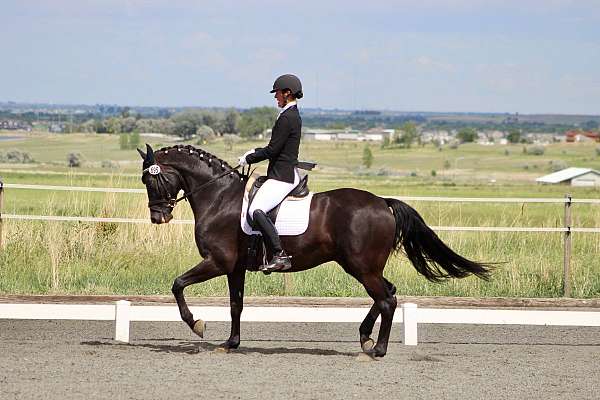 black-dressage-horse