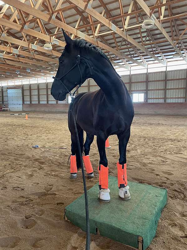 dressage-gelding