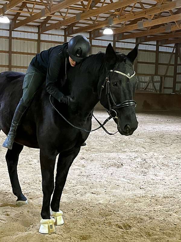 dressage-horse