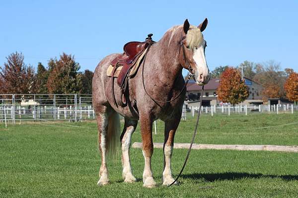 fashy-draft-horse