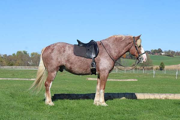fashy-gelding