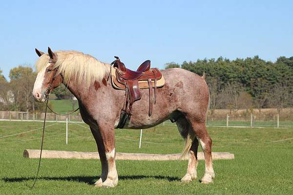 white-strip-mane-tail-horse